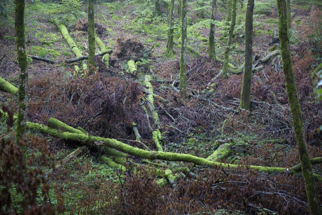 La Colline Des Renards Chambres Locmaria-Berrien Exteriör bild